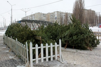 В Белгороде открылись ёлочные базары В Белгороде открылись ёлочные базары