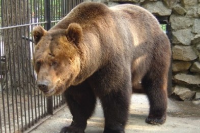 Пензенский цирк не выступит в Белгородской области из-за напавшего на людей медведя