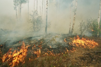 За полгода в Белгородской области оштрафовали поджигателей сухой травы на полтора миллиона рублей