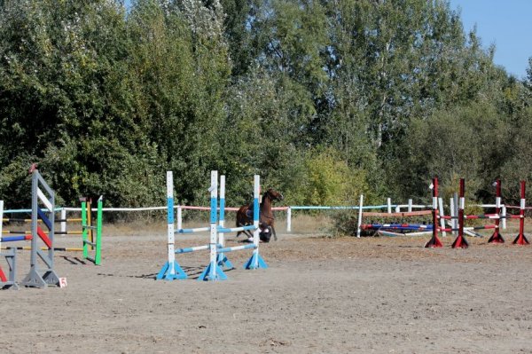 В Белгороде разыграли Кубок губернатора по конному спорту