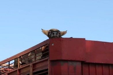 В Белгороде задержали дагестанских бычков-нелегалов