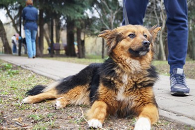 Белгородцев приглашают на выставку-раздачу бездомных собак
