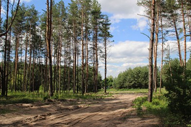 Белгородский губернатор Евгений Савченко отменил постановление о передаче под застройку Ольшанского леса