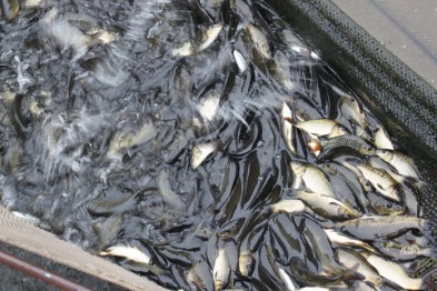 В Белгородской области в реку Оскол выпустили 200 тысяч мальков рыб