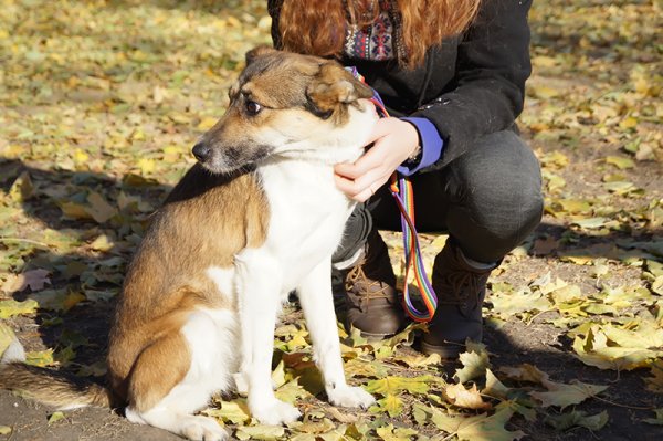 В Белгороде на выставке-раздаче 32 бездомные собаки нашли новый дом