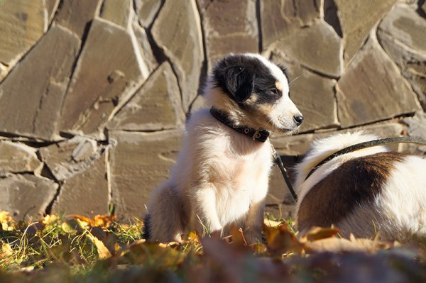 В Белгороде на выставке-раздаче 32 бездомные собаки нашли новый дом