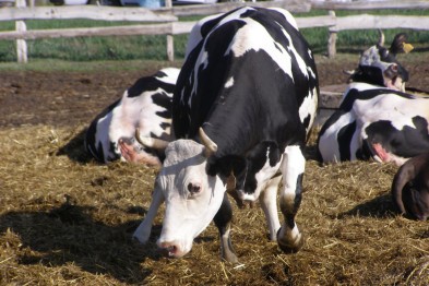 В Белгородской области за незаконное самостоятельное пересечение границы усыпили четырёх коров