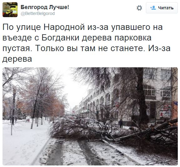 Вместе со снегопадом на Белгород обрушился «деревопад»