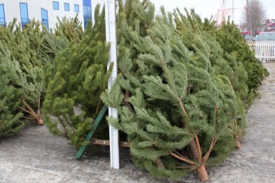 Белгородцы могут сдать новогодние елки на переработку