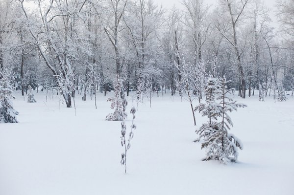 Белые дни. Белгороду осталось совсем недолго оставаться под снегом перед скорым потеплением