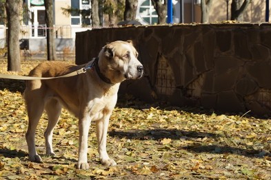 Покусанная собакой белгородка отсудила у её хозяйки 15 тысяч рублей