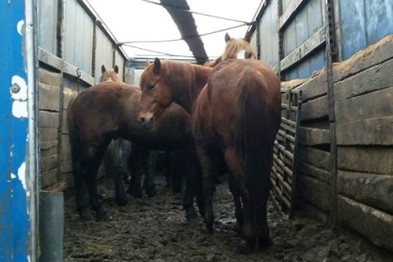 В Белгородской области усыпили лошадей-нелегалов