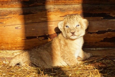 В Старооскольском зоопарке показали недавно родившихся львят