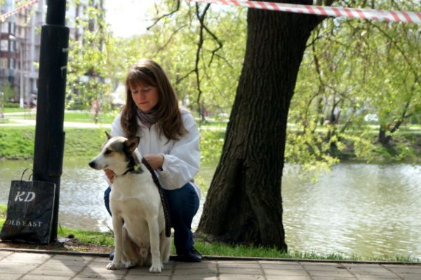 «Ёжика могли убить — теперь он в безопасности». Как белгородские бездомные собаки становятся домашними