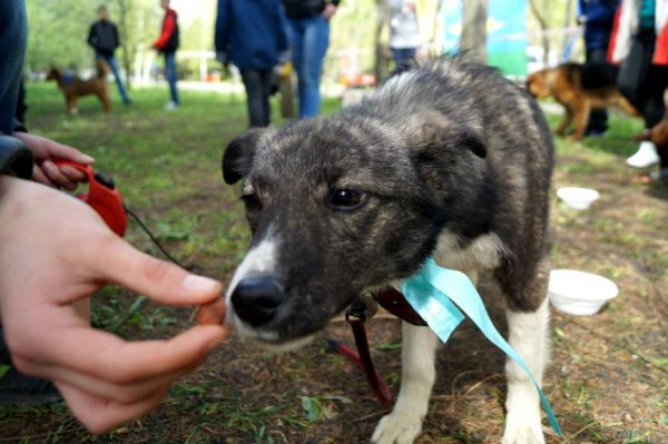 «Ёжика могли убить — теперь он в безопасности». Как белгородские бездомные собаки становятся домашними
