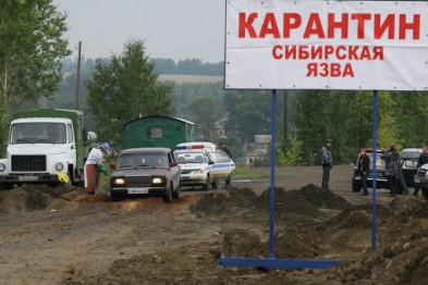 На ферме в Белгородской области ввели карантин из-за сибирской язвы