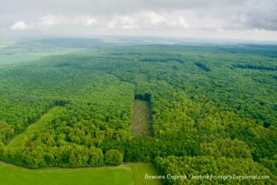 Управление лесами проверит вырубку деревьев в Корочанском районе после публикации блогера