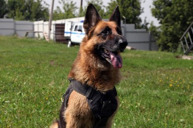 Под Белгородом полицейская собака предотвратила самоубийство