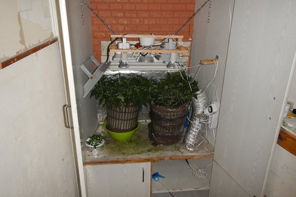Белгородец устроил на балконе мини-теплицу для выращивания конопли