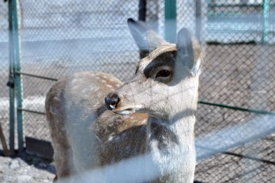 Ланей из белгородского зоопарка назвали Белогором и Добрыней