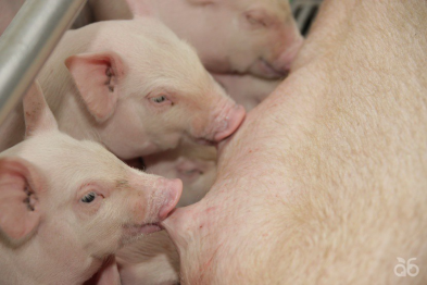 В Белгороде хотят вывести собственную породу свиней
