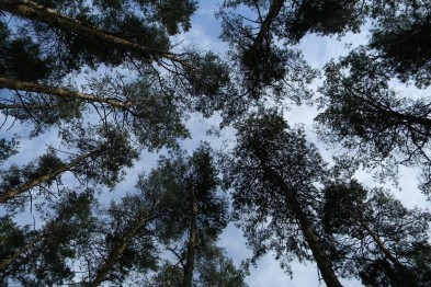 Белгородца обязали выплатить 132 тысячи рублей за незаконную рубку деревьев