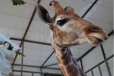 В зоопарке Старого Оскола поселился жираф
