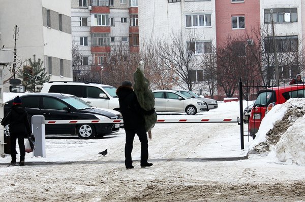 В Белгороде открылись ёлочные базары