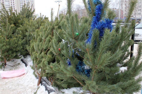 В Белгороде открылись ёлочные базары