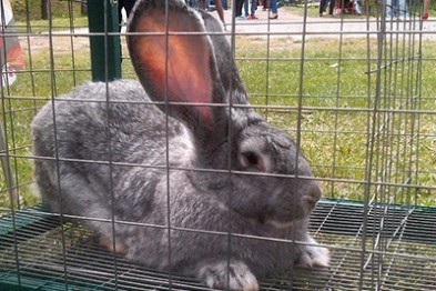 Белгородца заподозрили в краже четырёх кроликов