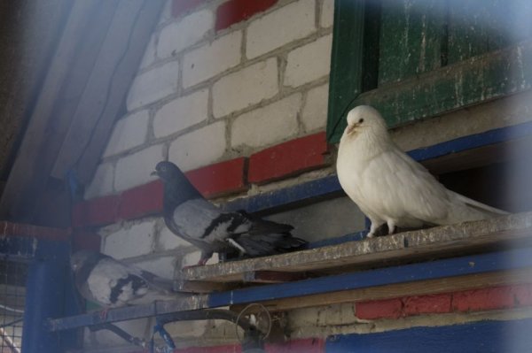 Последний голубятник. Белгородский заводчик птиц мира – о ястребах, дикарях и своём хрупком хобби