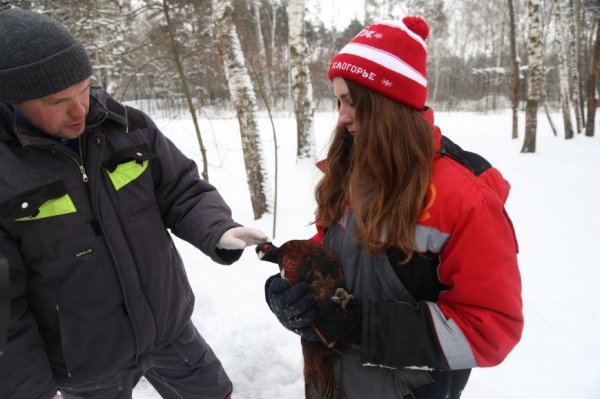 В белгородском зоопарке провели вакцинацию от птичьего гриппа. Фото
