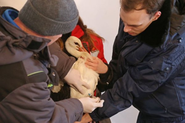 В белгородском зоопарке провели вакцинацию от птичьего гриппа. Фото