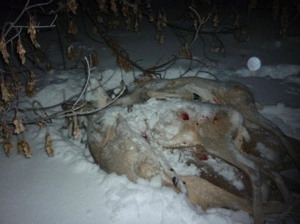 В Белгородской области возбуждено уголовное дело за незаконную охоту на косуль в запретный сезон