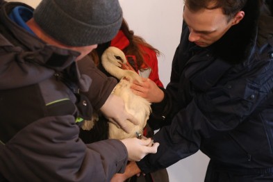 В белгородском зоопарке провели вакцинацию от птичьего гриппа. Фото