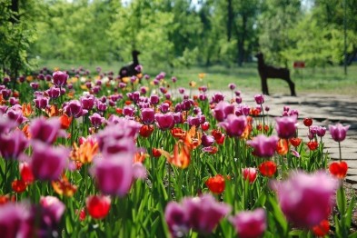 Свыше двух миллионов цветов высадят на клумбах Белгорода
