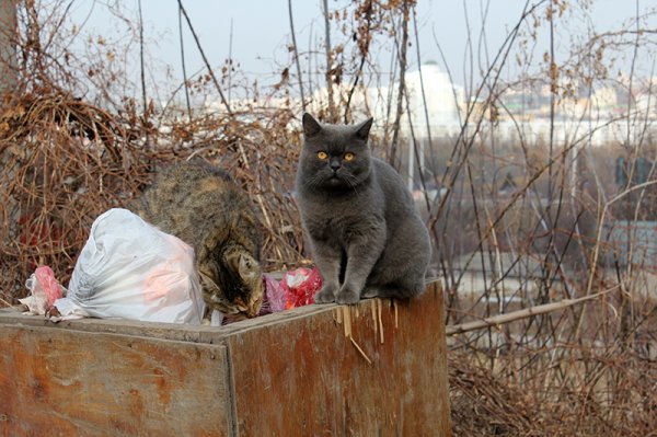 Мусорный вопрос. Как в Белгороде меняют систему сбора бытовых отходов