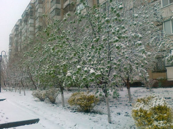 Так себе апрель. Белгородцы обрадовались выпавшему снегу: фотографии из соцсетей