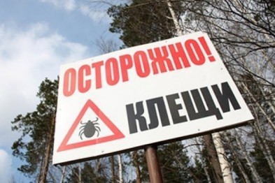 Жителей Белгородской области атакуют клещи